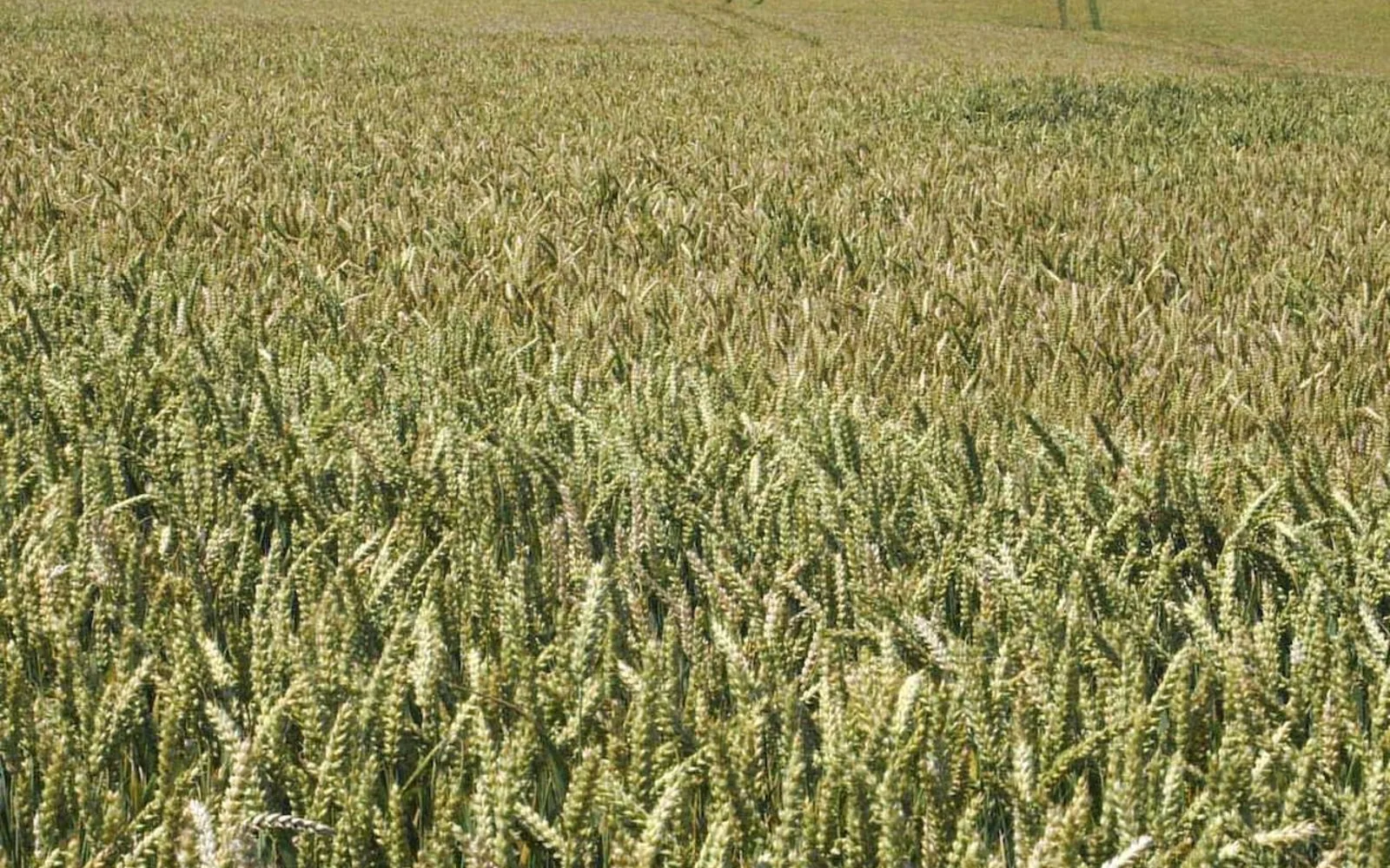 Barley field representing agricultural heritage and grain cultivation