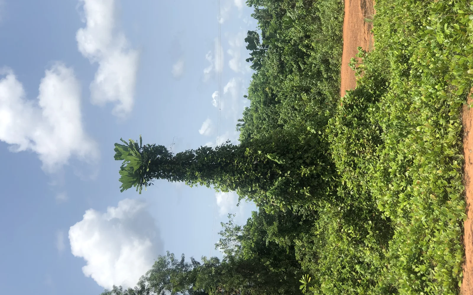 Forest landscape with dense trees and natural vegetation typical of mountain environments